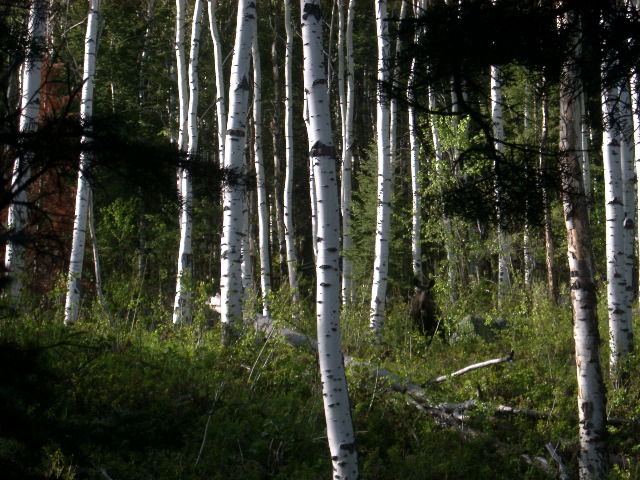 Moose in Aspen near the lake