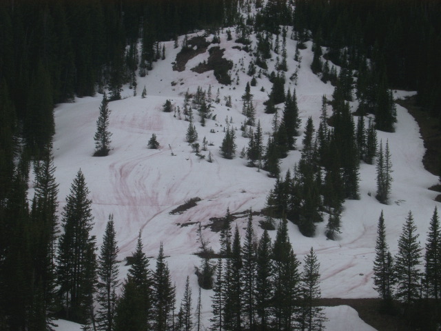 Pink Bacteria? in the snow while hiking up to Marion Lake (22mi round trip!)