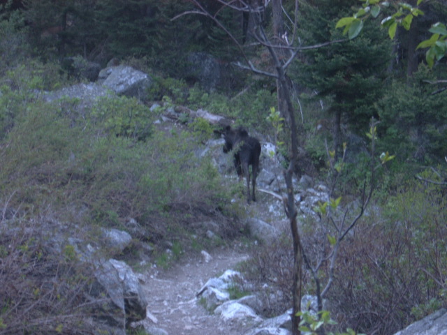 We followed this fellow down the trail for a few hundred yards