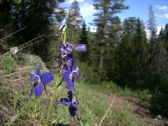 Lupine?