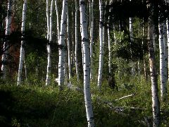 Moose in Aspen near the lake