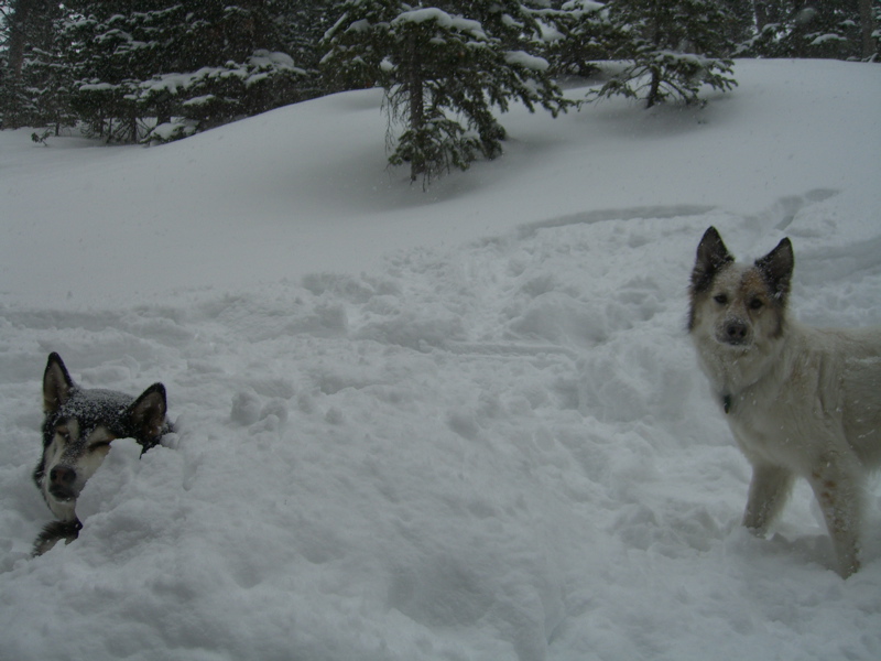 Doggy Igloo