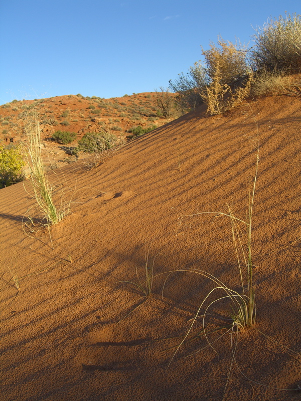 Sand ripples