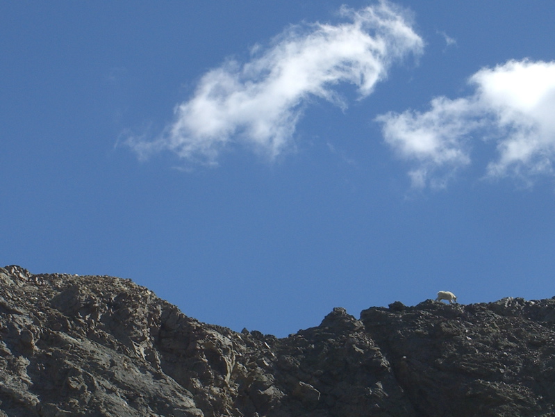 Mtn Goat