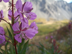 Fireweed?