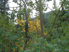 aspen