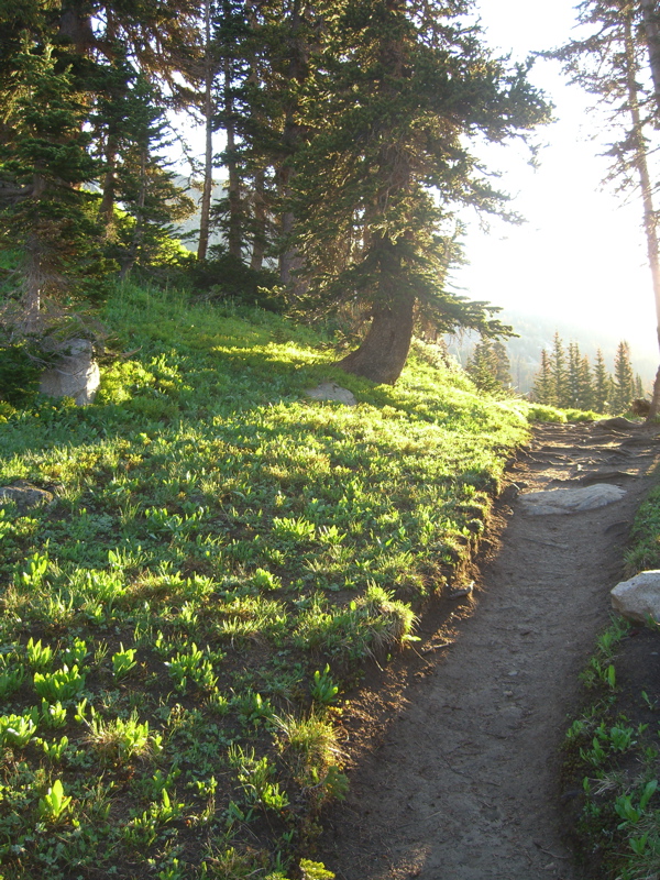 Light on the trail