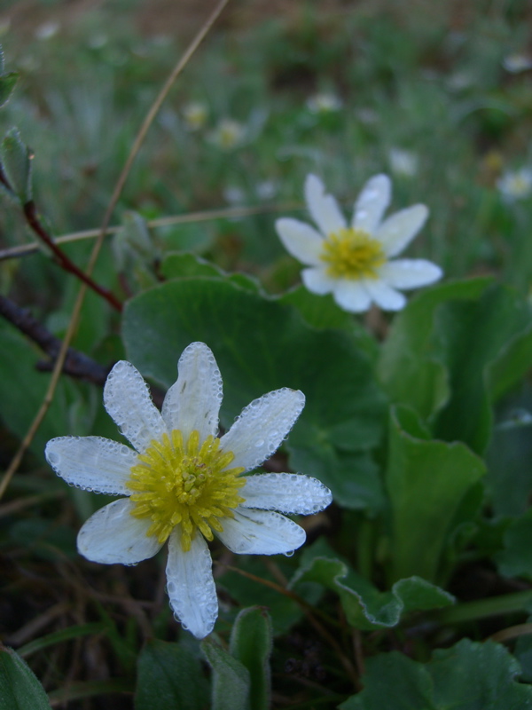 Flowers with dew