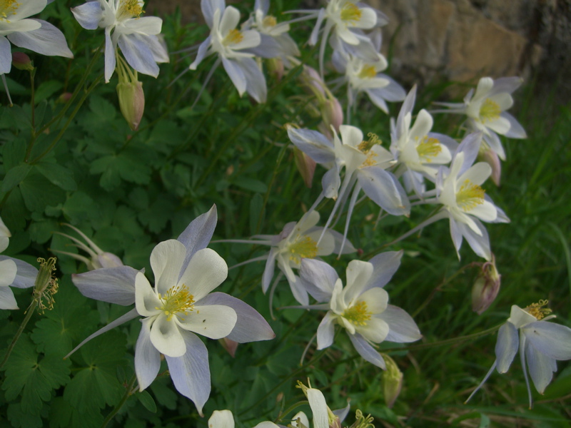 Columbine