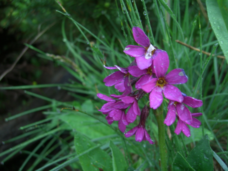 Purple flowers