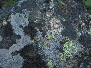 Lichen