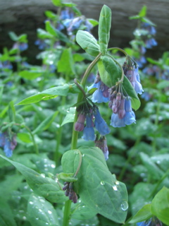 Blue Flowers