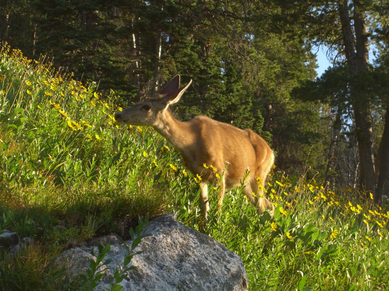 Doe in flowers