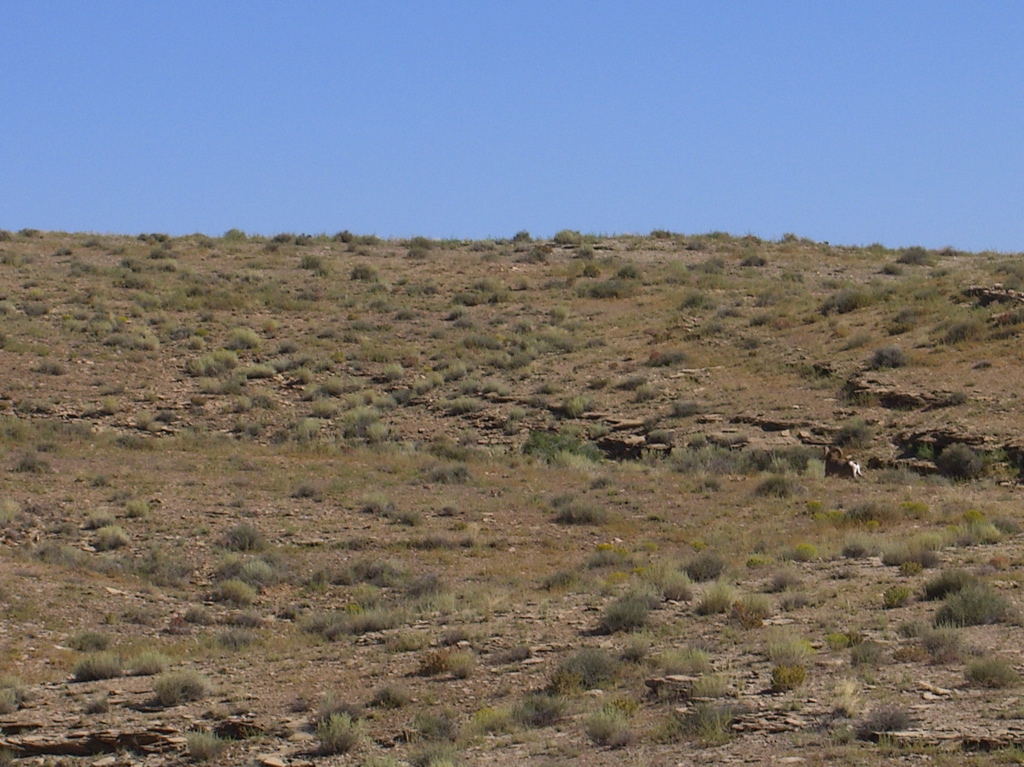 Big Horn Sheep