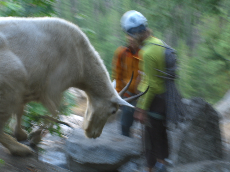 the mobile mountain goat