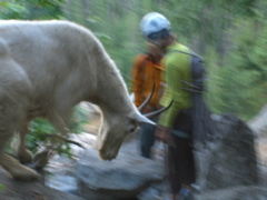 the mobile mountain goat